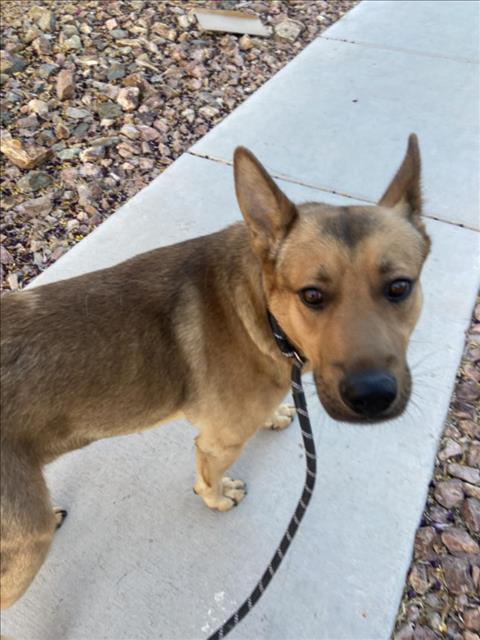 Enlarge LUKE, a Adoptable mixed breed in Las Vegas, NV image 1/1