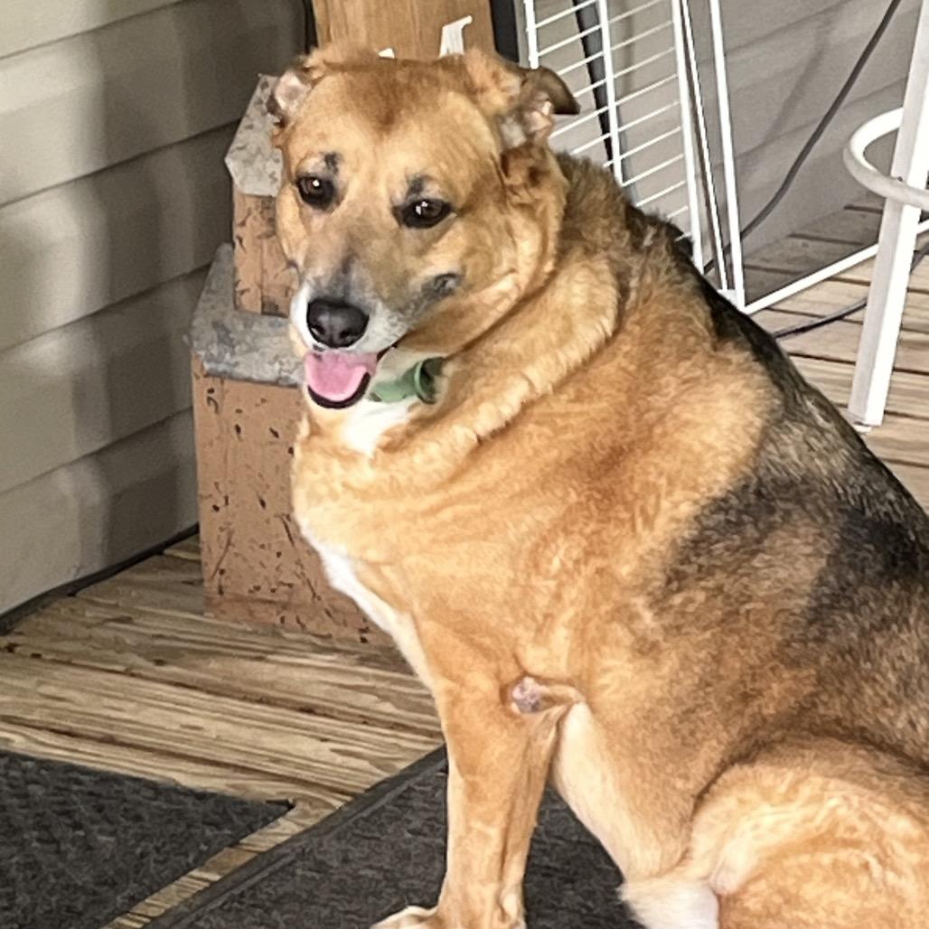 Sadie, Adoptable, Senior Female Mixed Breed.