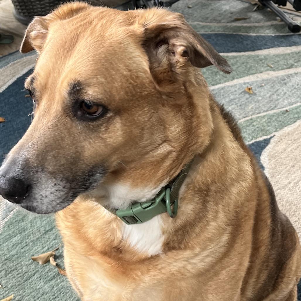 Sadie, a Adoptable Mixed Breed in Gulfport, MS image 2/6