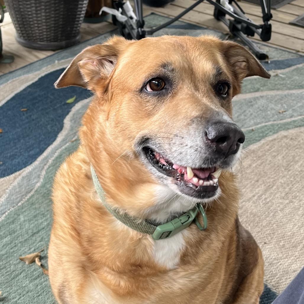 Sadie, a Adoptable Mixed Breed in Gulfport, MS image 3/6