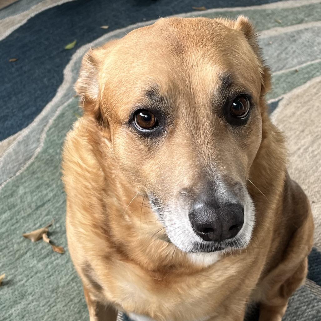 Sadie, a Adoptable Mixed Breed in Gulfport, MS image 4/6