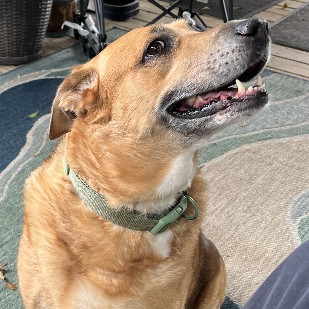 Sadie, a Adoptable Mixed Breed in Gulfport, MS image 5/6