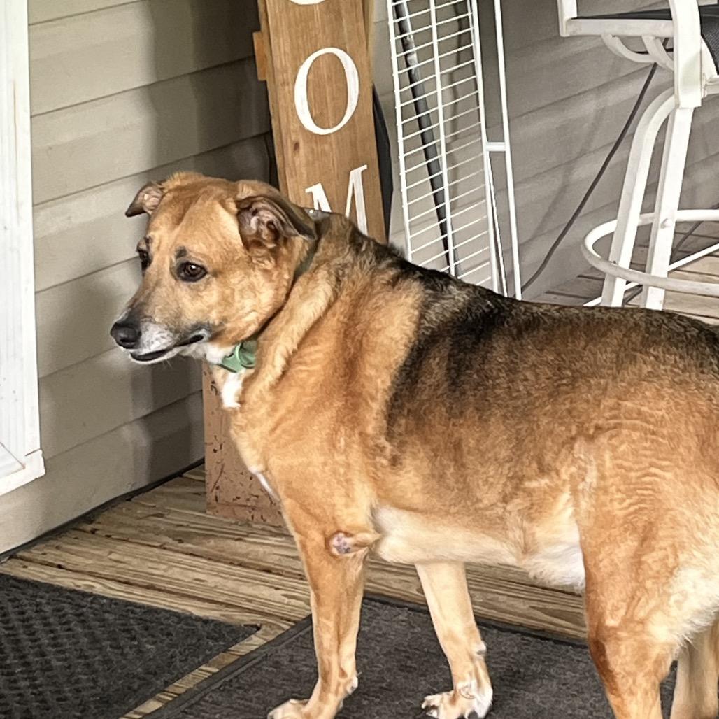 Sadie, a Adoptable Mixed Breed in Gulfport, MS image 6/6