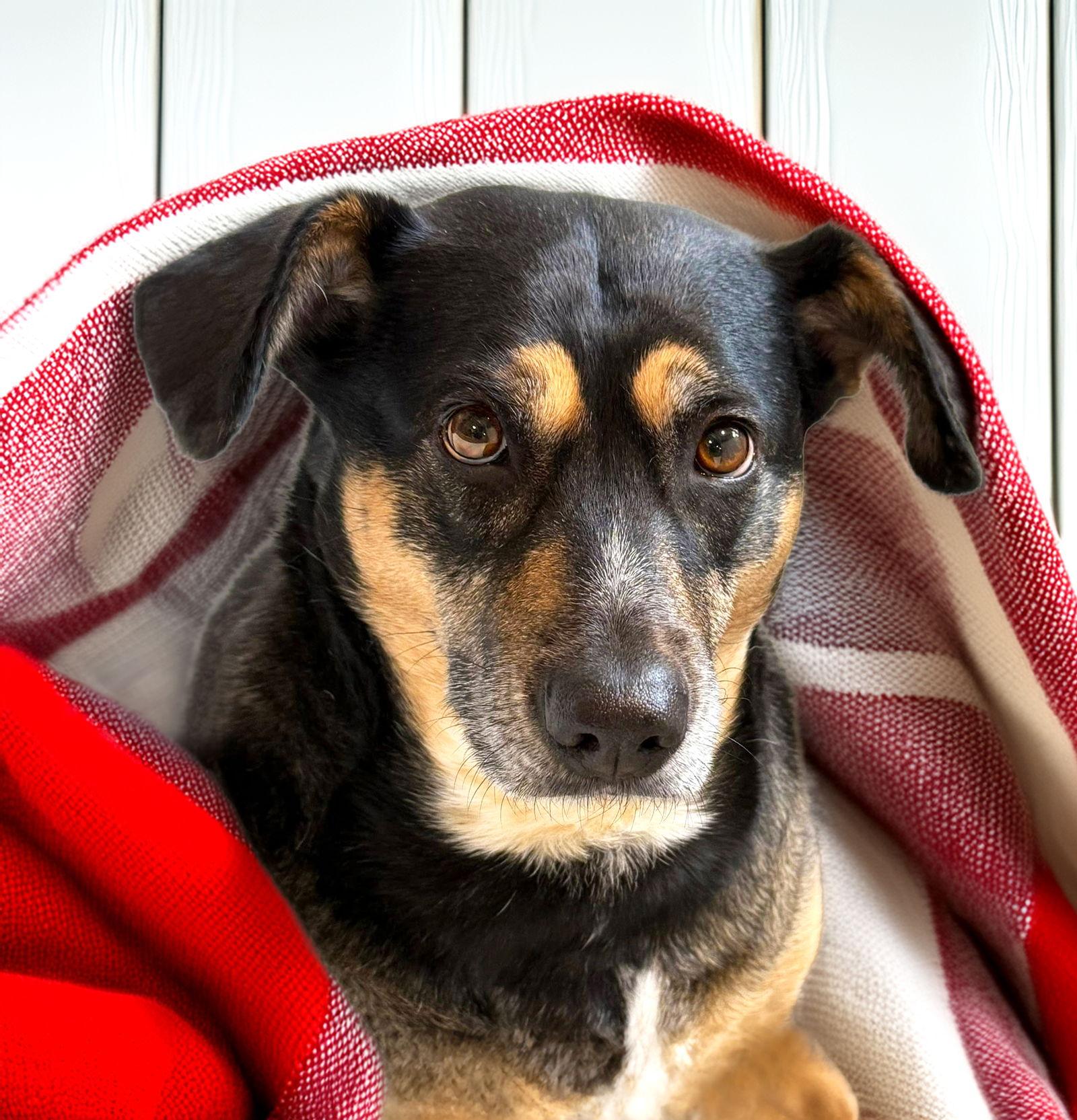 Lucy, Adoptable, Adult Female Hound.