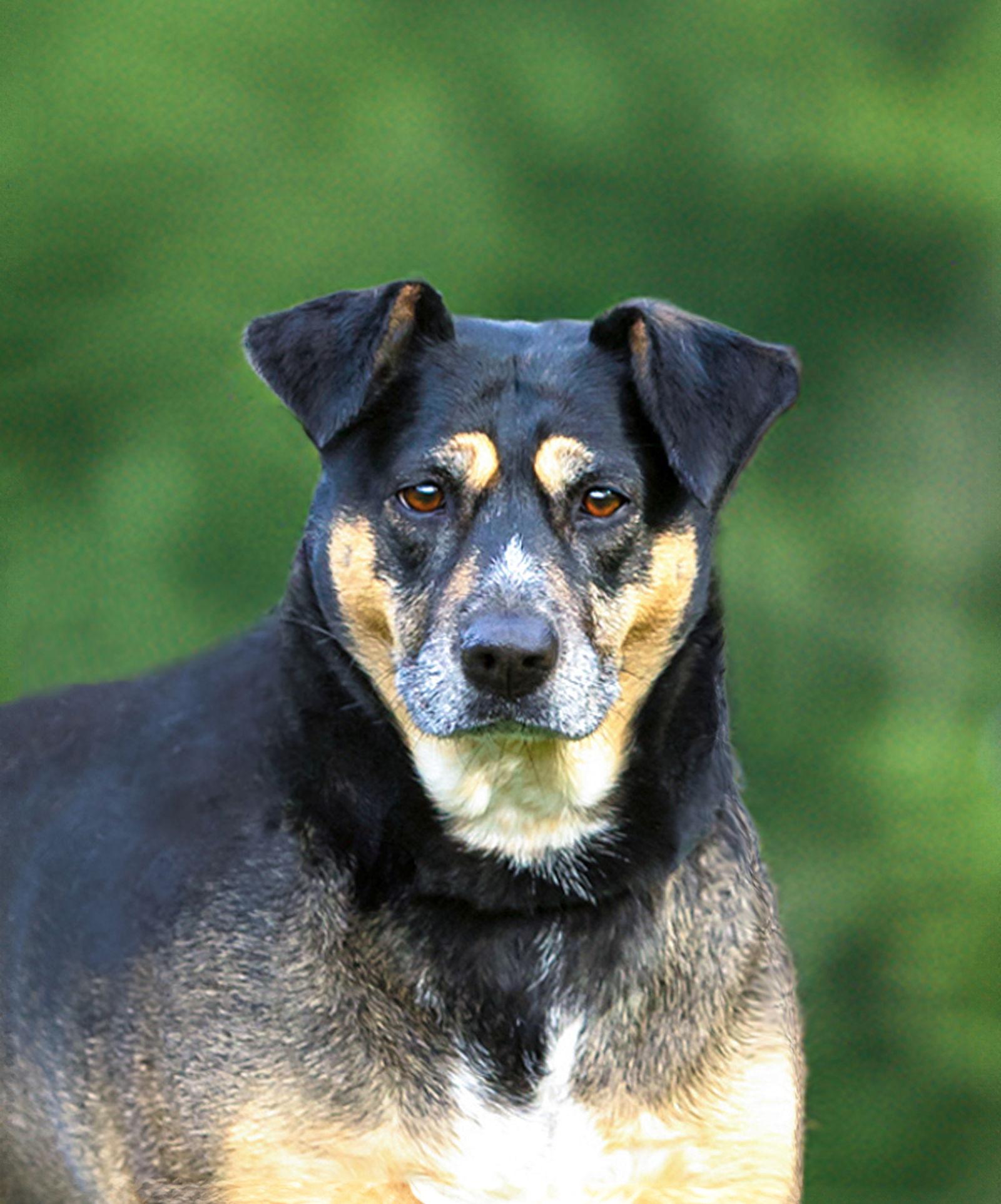 Enlarge Lucy, a Adoptable Hound in Coatesville, PA image 2/3