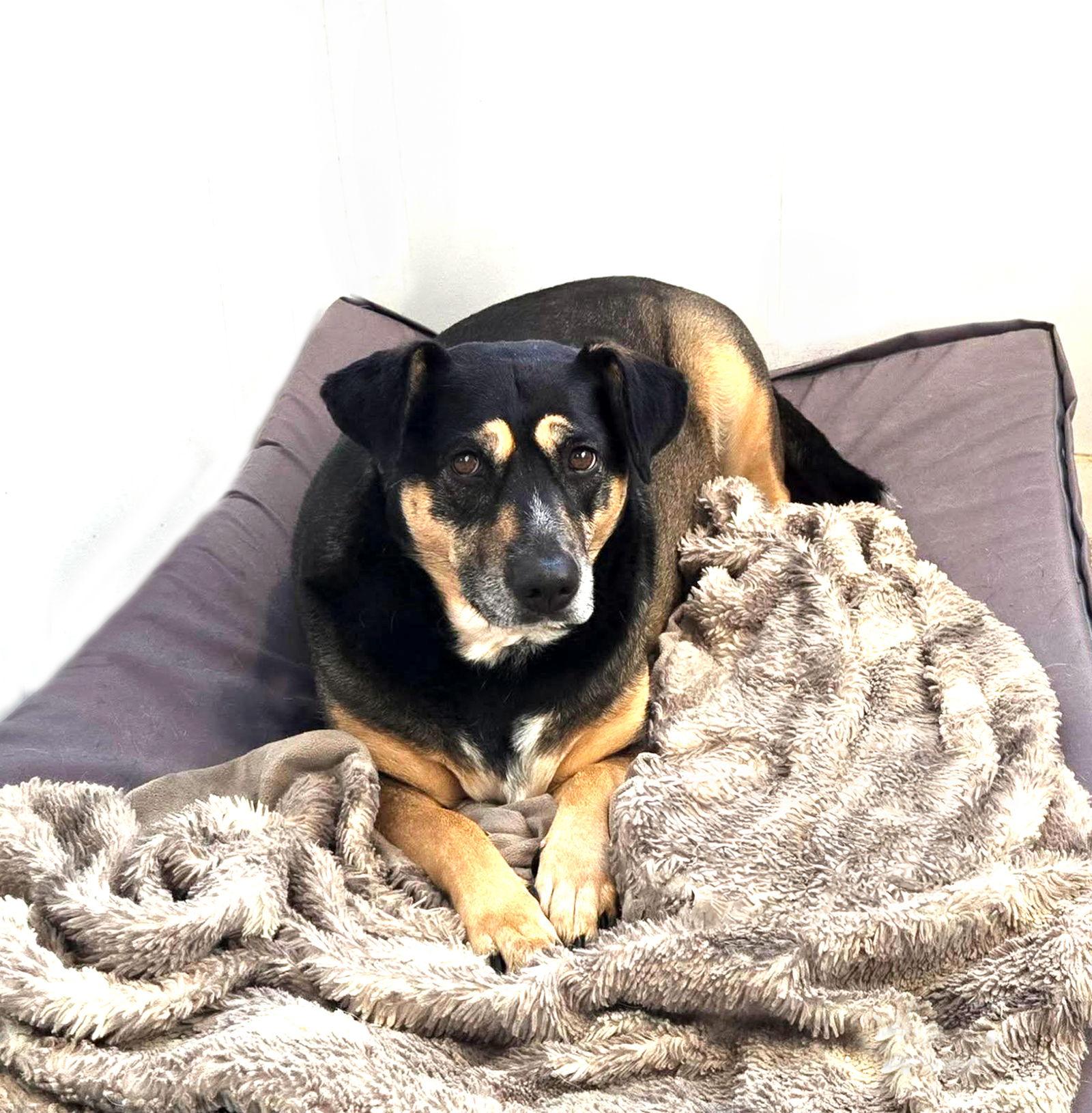 Enlarge Lucy, a Adoptable Hound in Coatesville, PA image 3/3