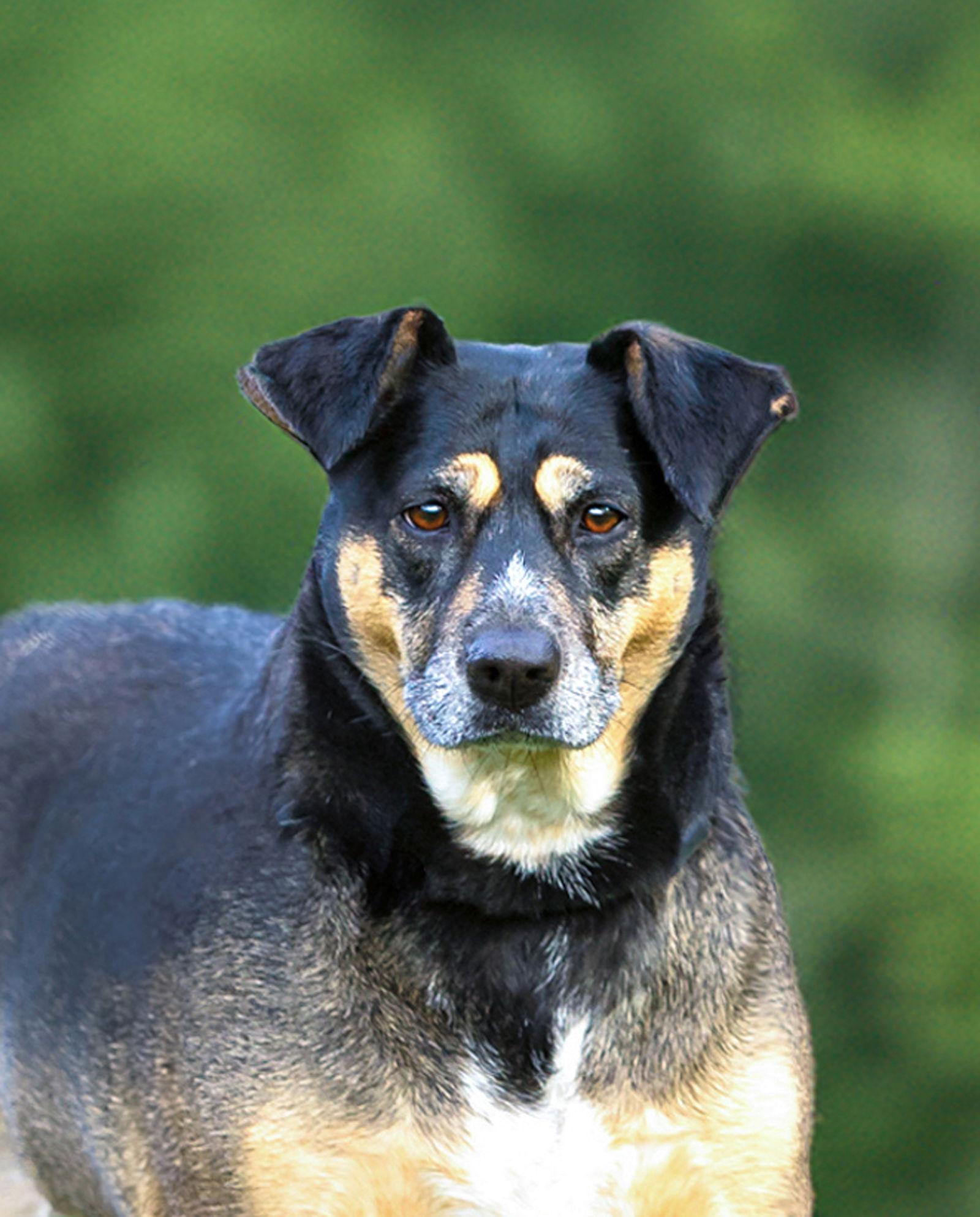 Lucy, Adoptable, Adult Female Hound.