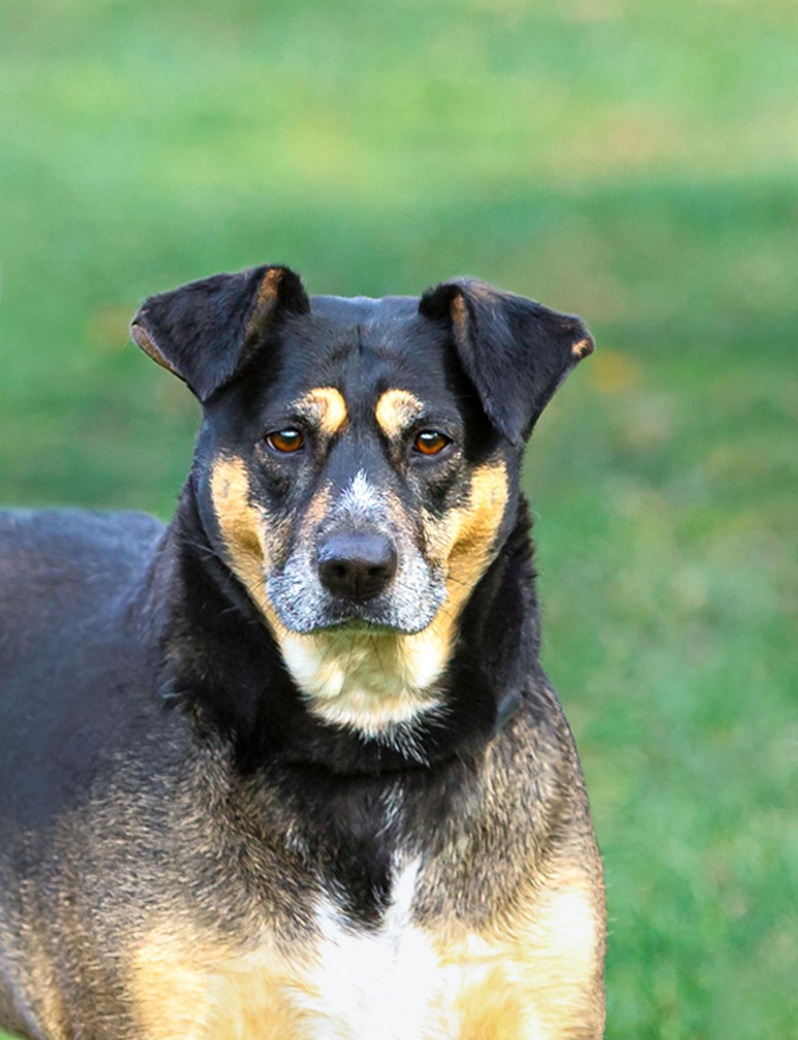 Lucy AKA Sky, Adoptable, Adult Female Hound.