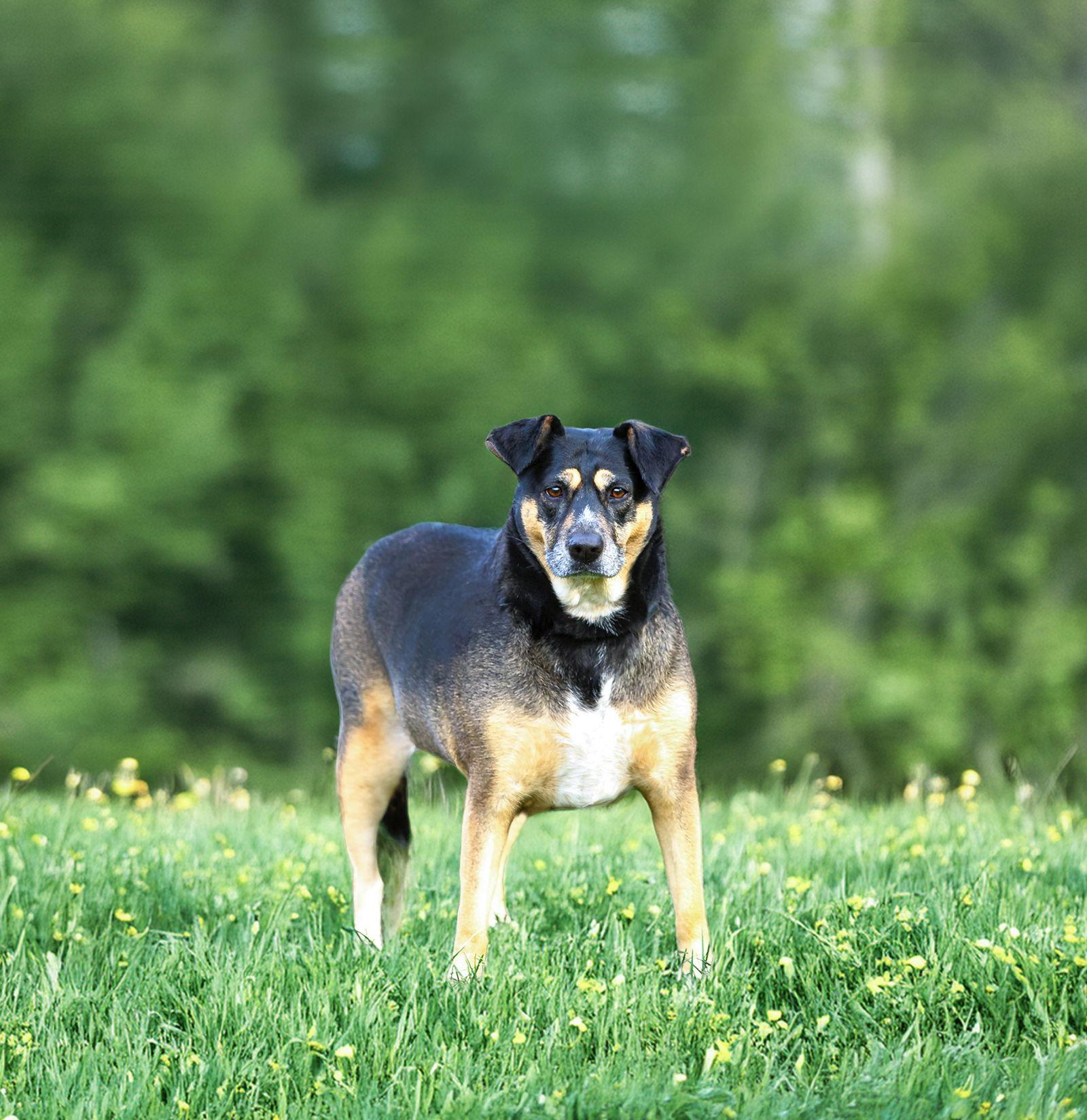 Enlarge Lucy, a Adoptable Hound in Coatesville, PA image 2/2