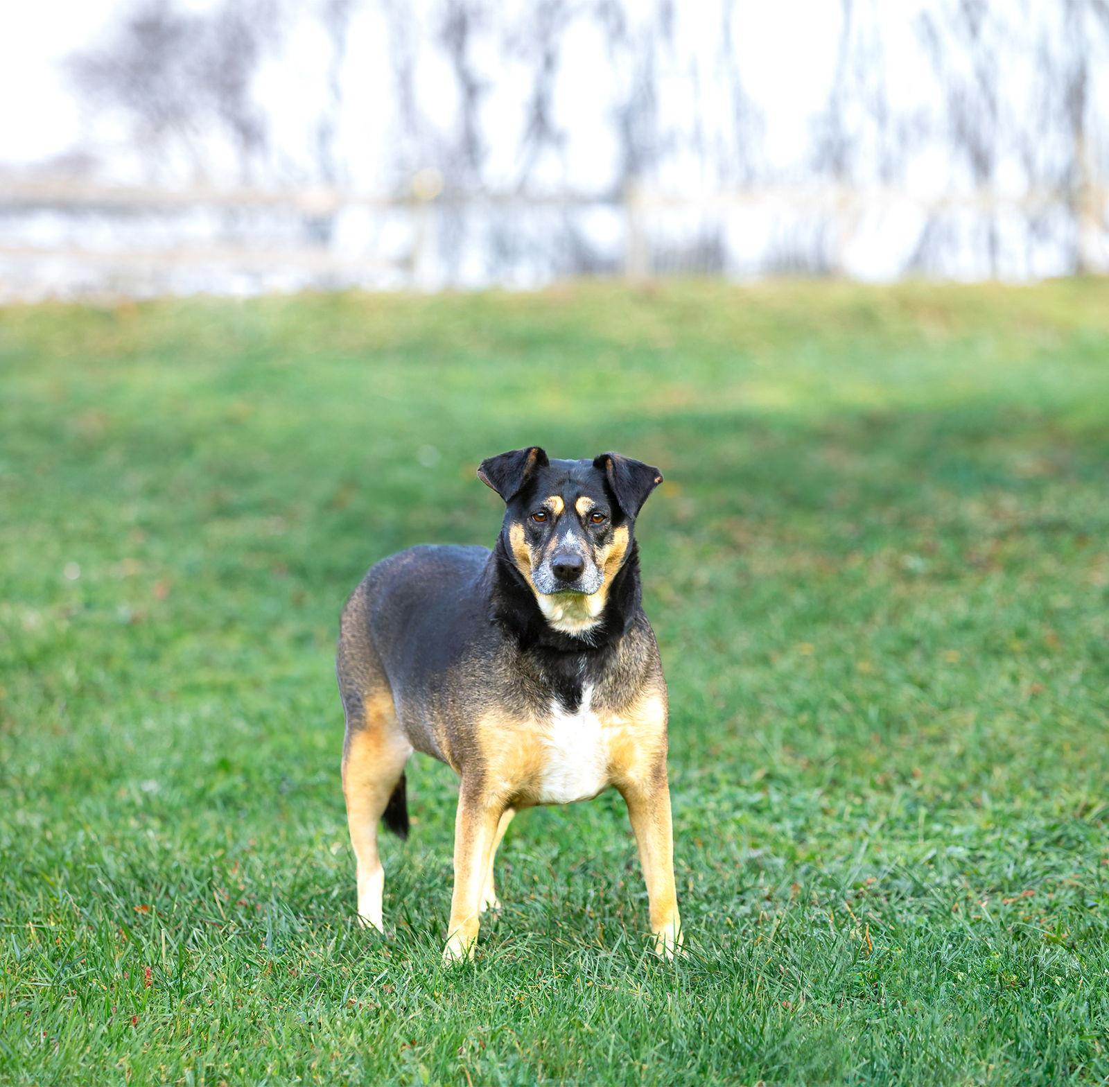 Enlarge Lucy AKA Sky, a Adoptable Hound in Coatesville, PA image 2/2