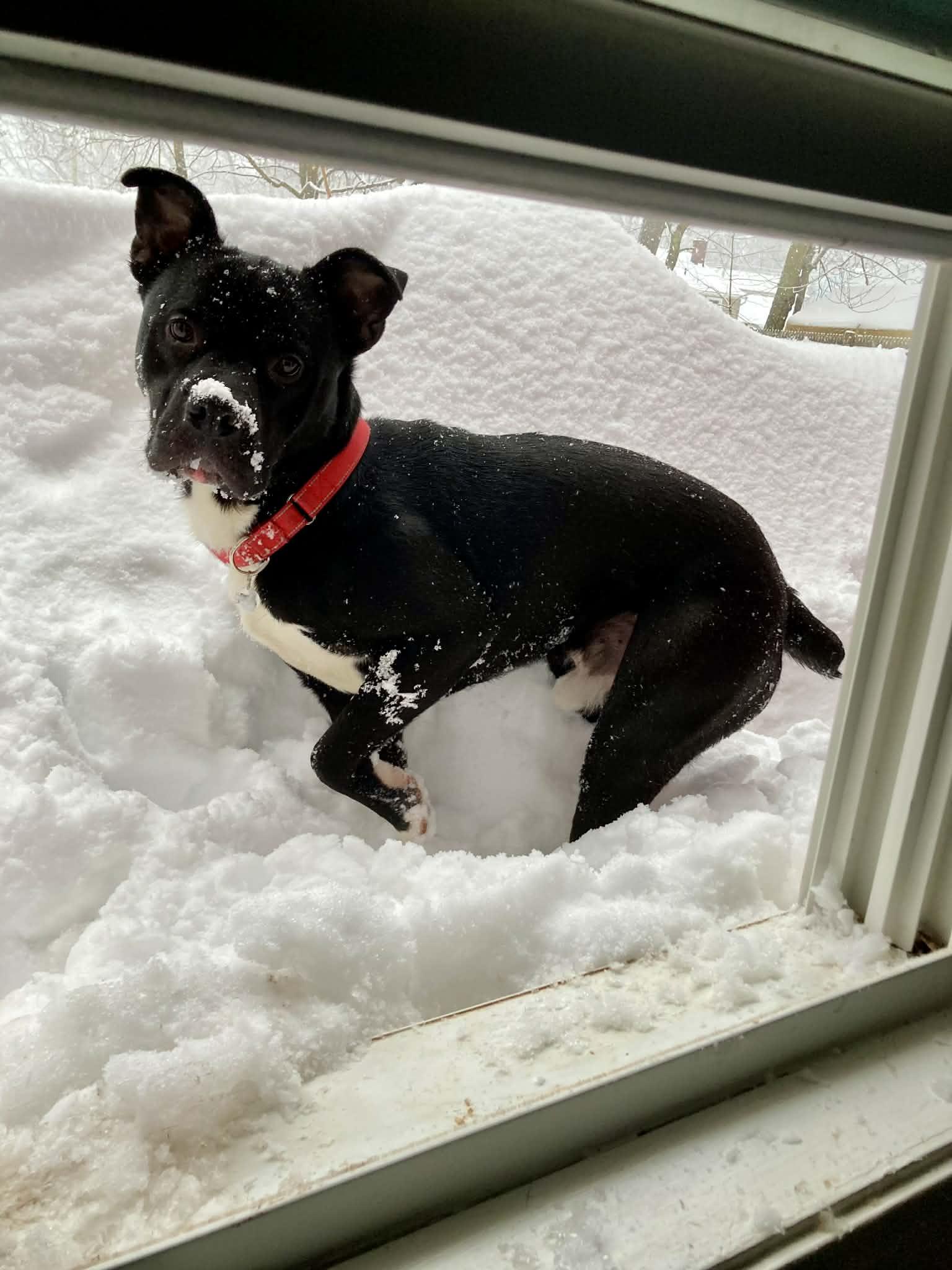 Enlarge Bowie!!!, a ADOPTABLE mixed breed in Watertown, CT image 6/6