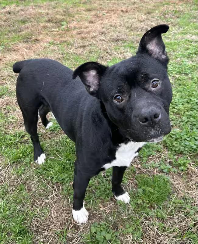 Enlarge Bowie!!!, a ADOPTABLE mixed breed in Watertown, CT image 3/6