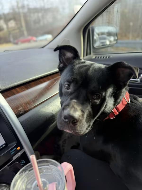 Bowie!!! thumbnail 3