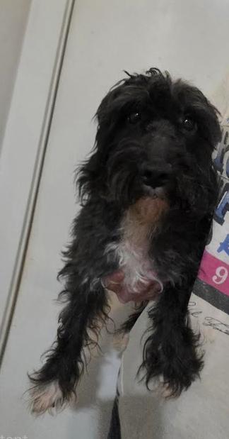 Enlarge Frankie, an adopted mixed breed in NYC, NY image 2/6