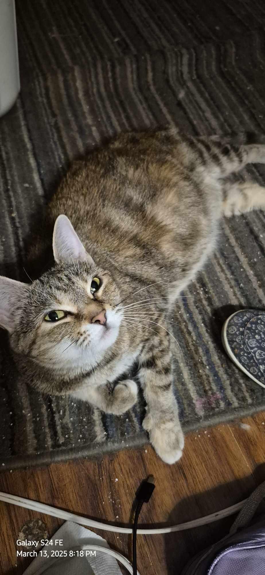 Enlarge Lilly and Pretzel, a Adoptable mixed breed in Columbia, MD image 2/2