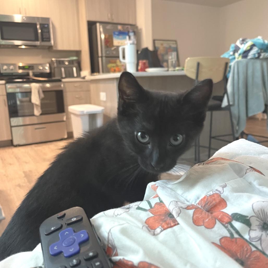 Cole A26-130, Adoptable, Kitten Male Domestic Short Hair.