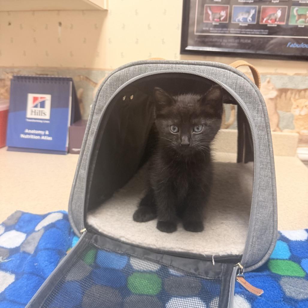 Enlarge Cole A26-130, a Adoptable Domestic Short Hair in SANTA ROSA BEACH, FL image 2/3