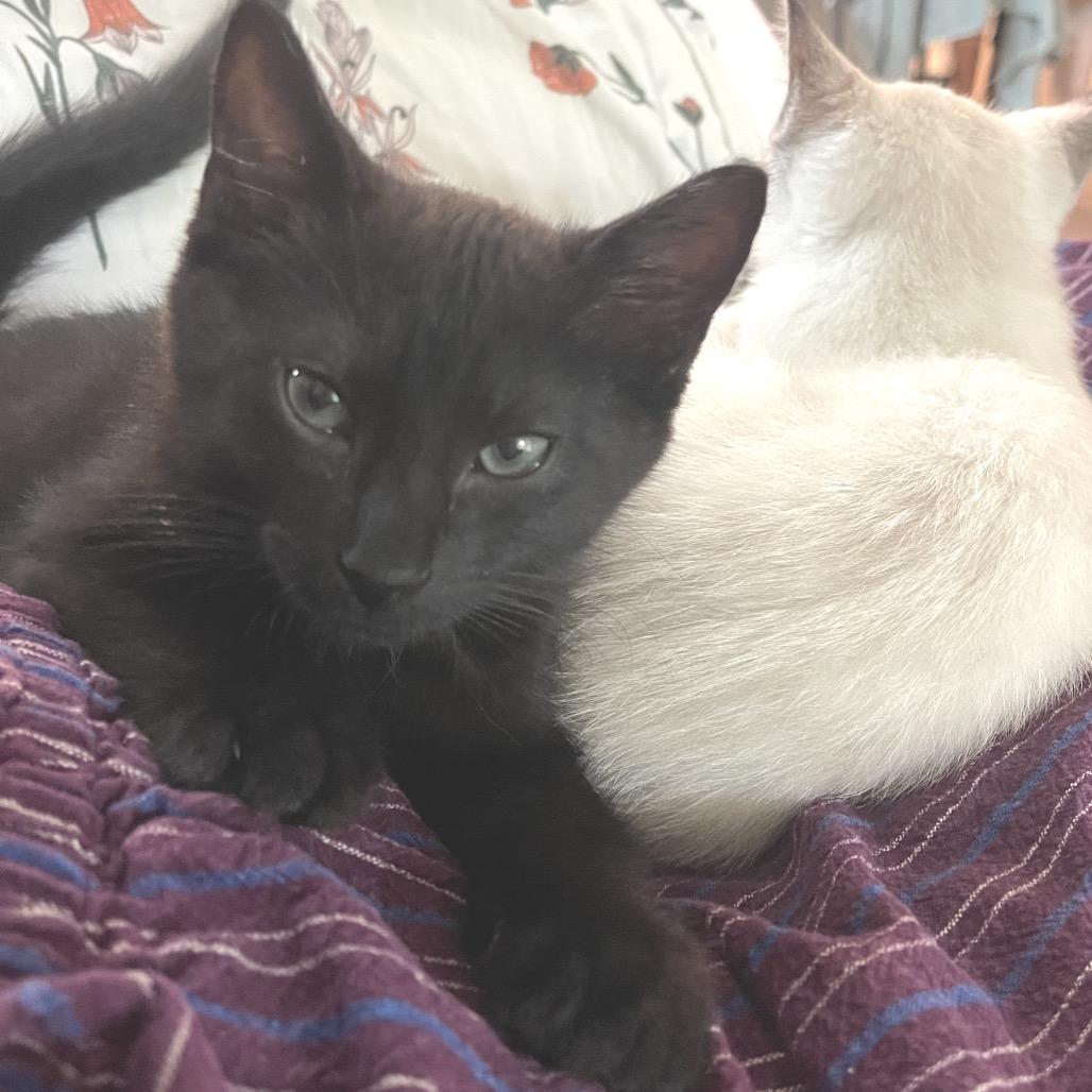 Enlarge Cole A26-130, a Adoptable Domestic Short Hair in SANTA ROSA BEACH, FL image 3/3