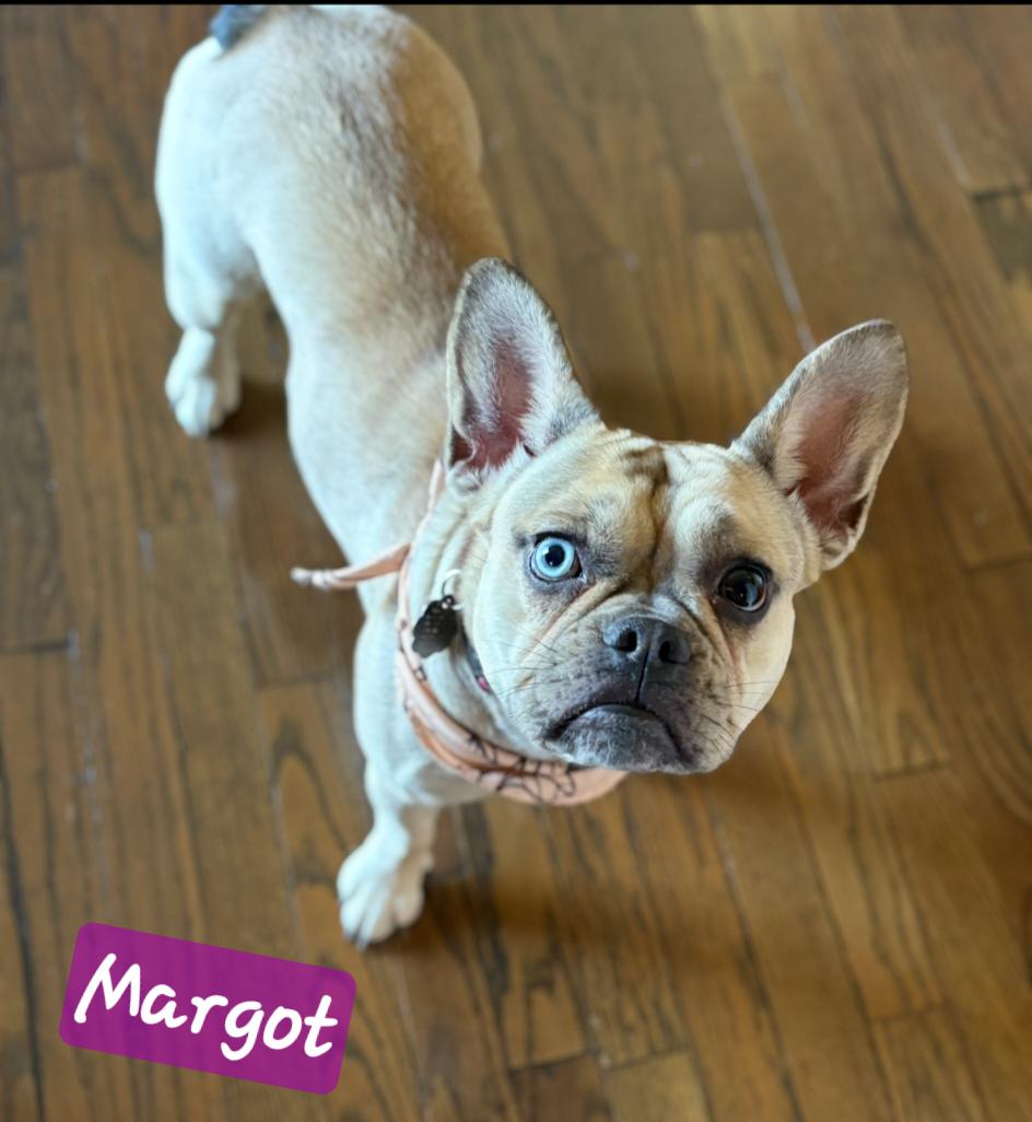 Enlarge Margot, a ADOPTABLE French Bulldog in Wheelersburg, OH image 2/3