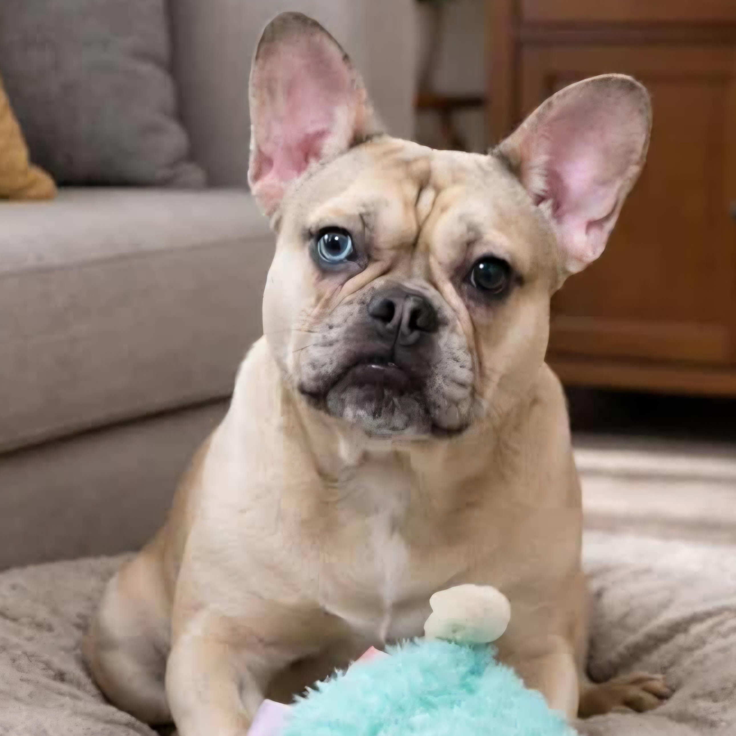 Margot, ADOPTABLE, Young Female French Bulldog.