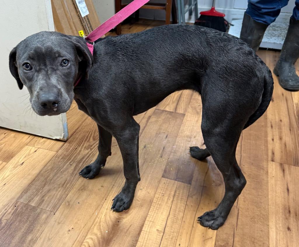 Enlarge Elsa, a Adoptable mixed breed in Fayetteville, TN image 1/1