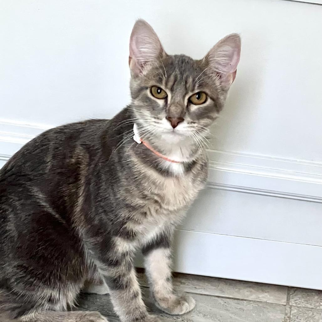 Enlarge Muriel, a Adoptable Domestic Short Hair in Brighton, MO image 1/5