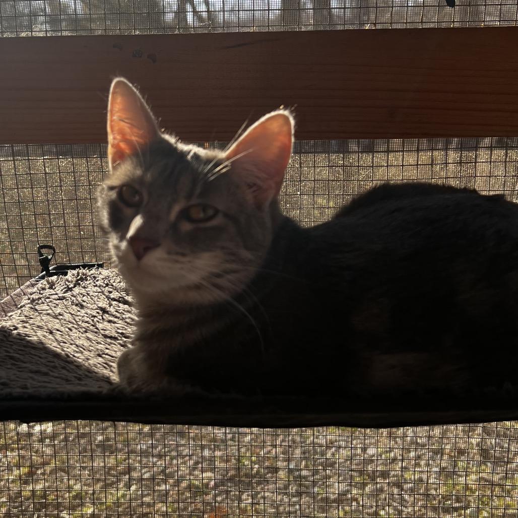 Enlarge Muriel, a Adoptable Domestic Short Hair in Brighton, MO image 2/5