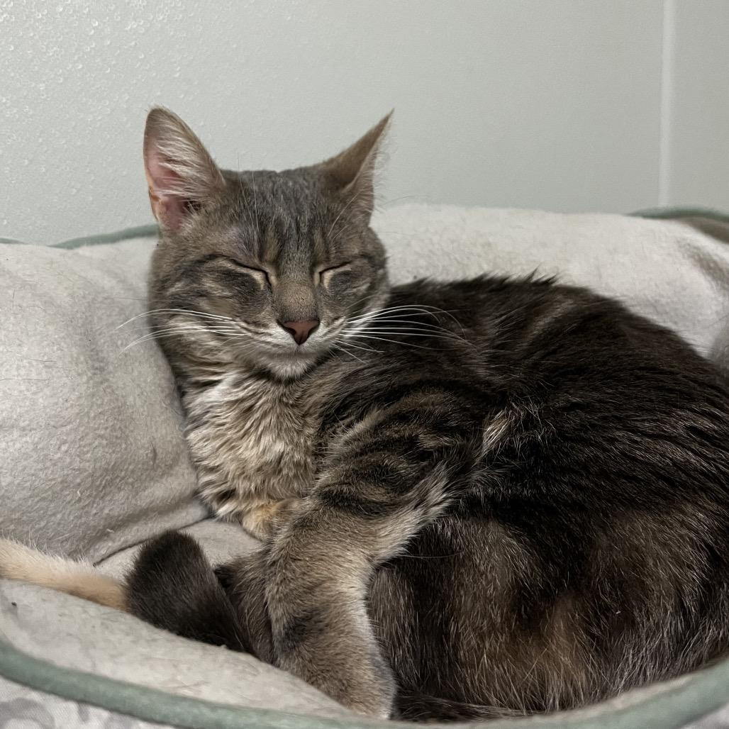 Enlarge Muriel, a Adoptable Domestic Short Hair in Brighton, MO image 3/5