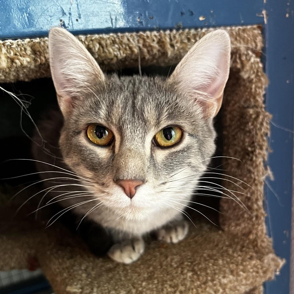 Enlarge Muriel, a Adoptable Domestic Short Hair in Brighton, MO image 4/5