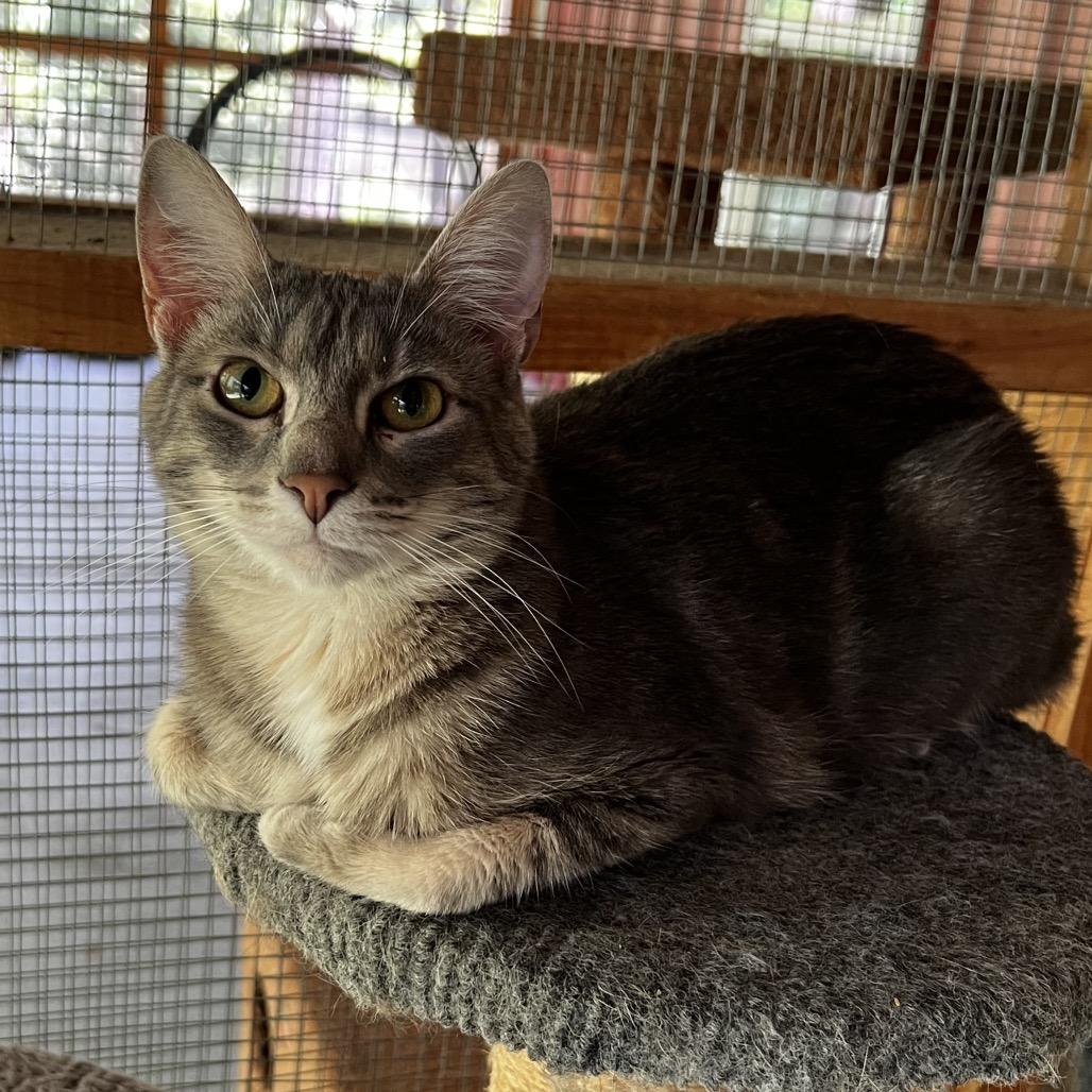 Muriel, a Adoptable Domestic Short Hair in Brighton, MO image 5/6
