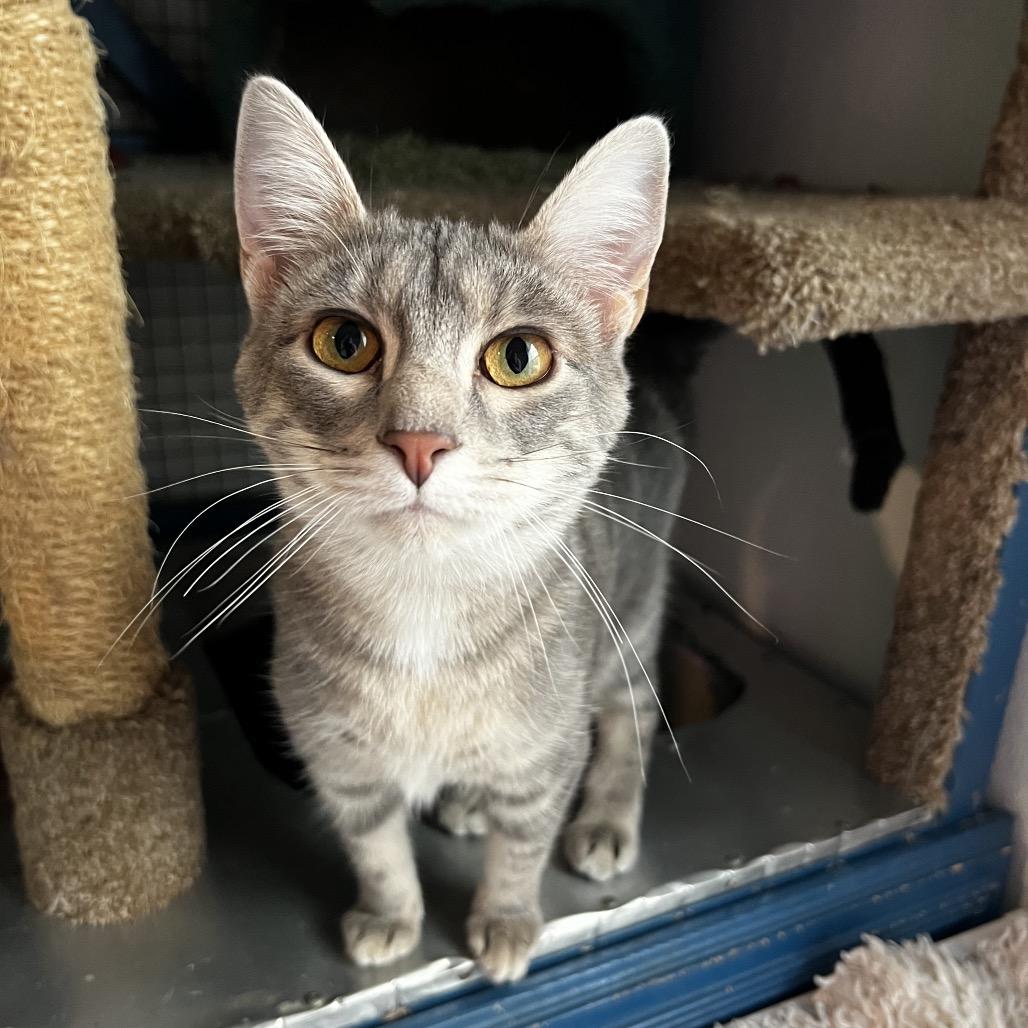 Enlarge Muriel, a Adoptable Domestic Short Hair in Brighton, MO image 5/5