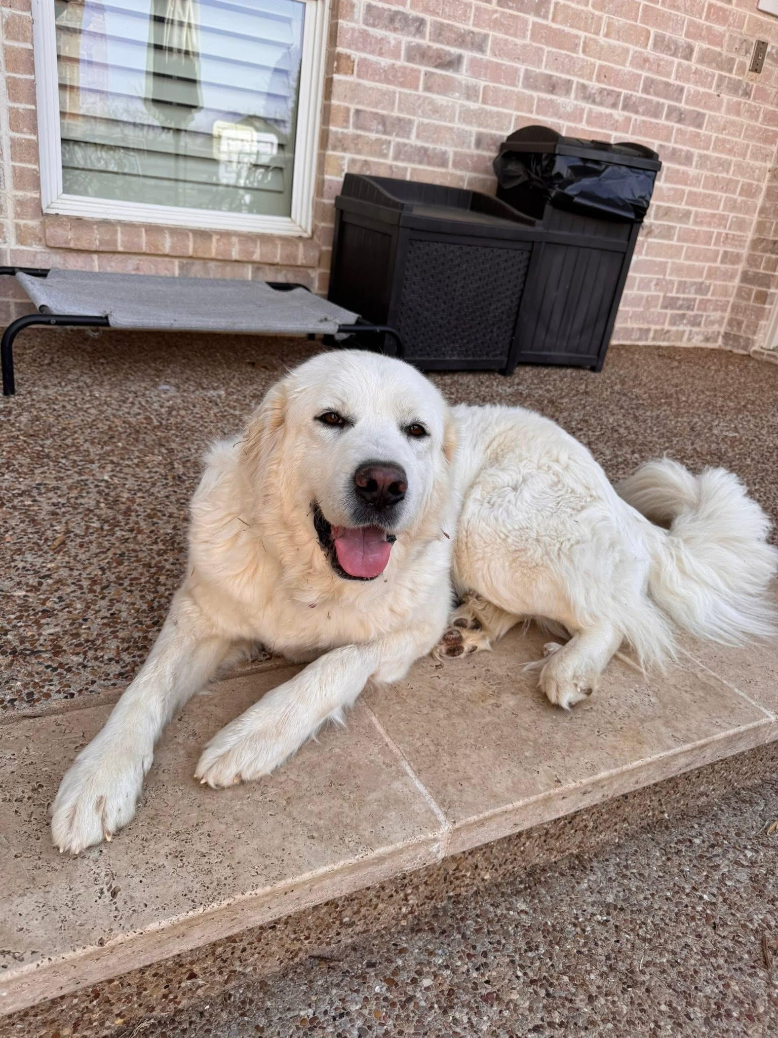 Jenny, adopted, Young Female Great Pyrenees.