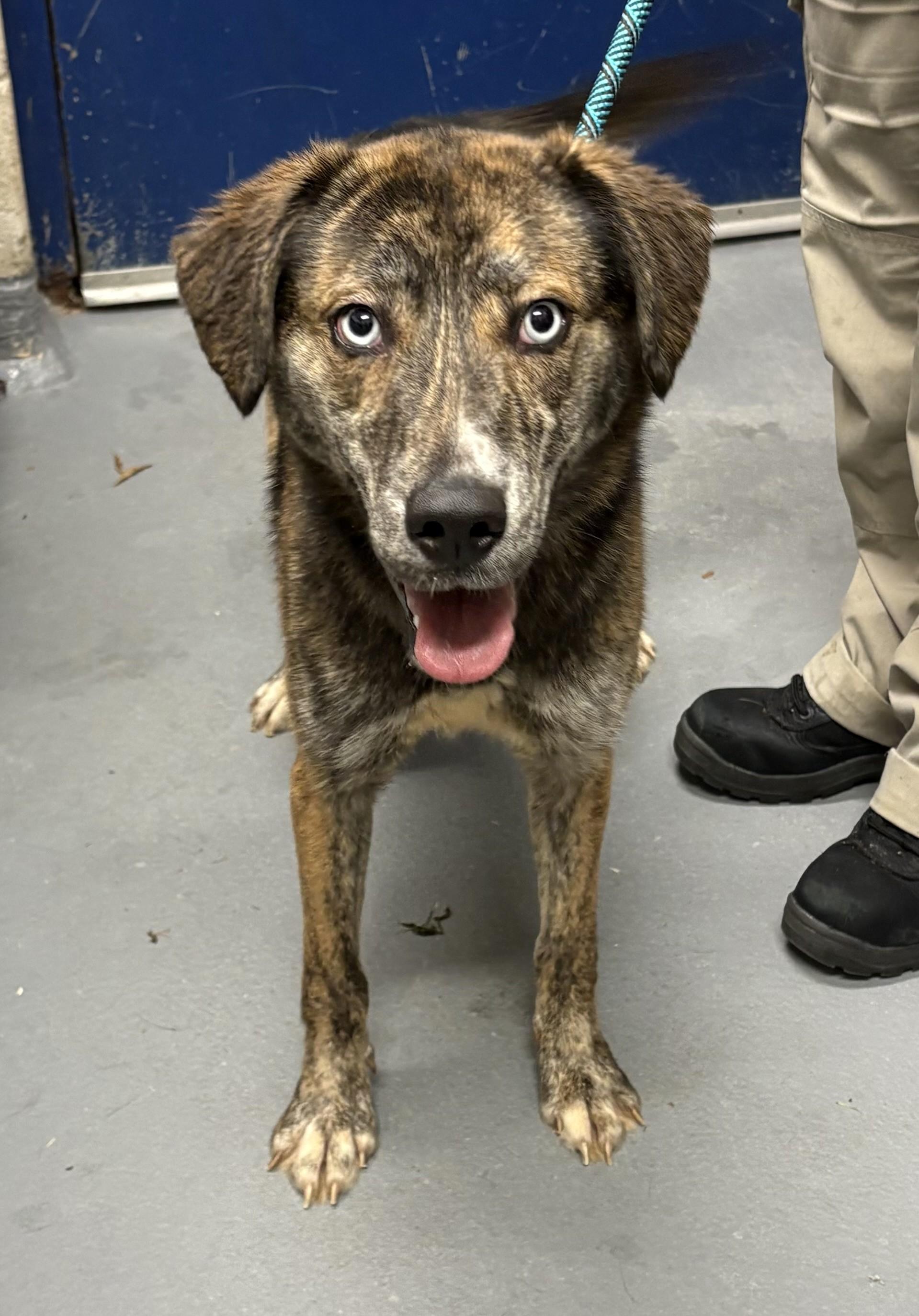 Popcorn, Adoptable, Young Female Husky & Plott Hound.