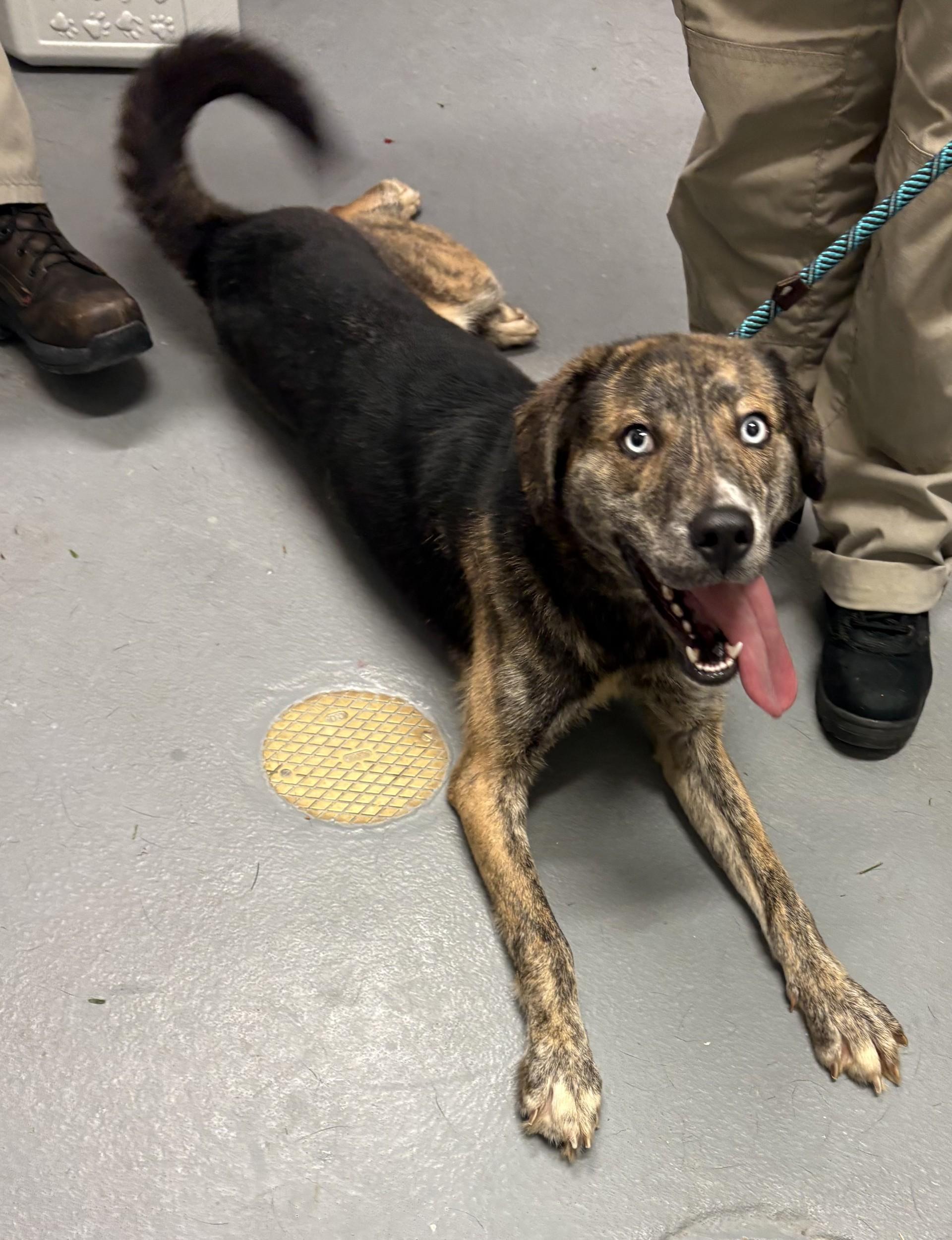 Enlarge Popcorn, a Adoptable mixed breed in Ashland, VA image 5/6