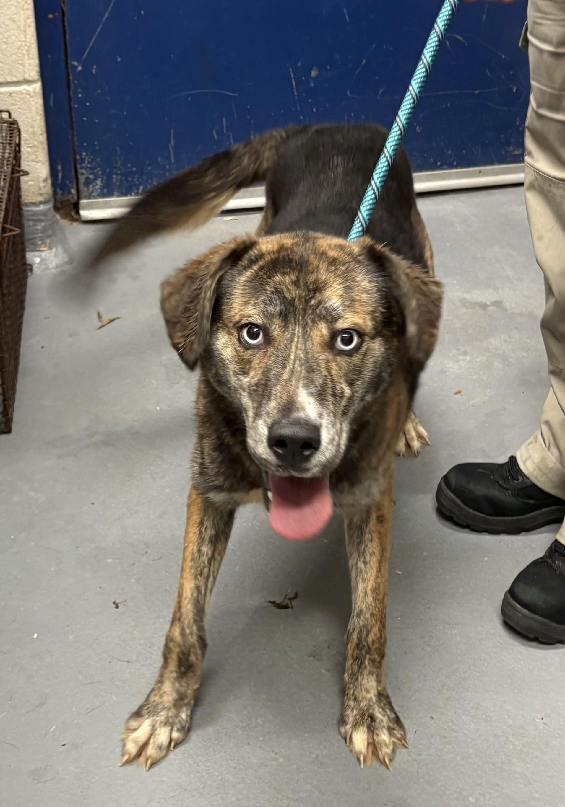 Enlarge Popcorn, a Adoptable mixed breed in Ashland, VA image 2/6