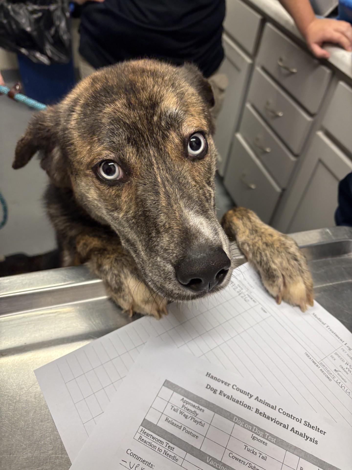 Enlarge Popcorn, a Adoptable mixed breed in Ashland, VA image 3/6