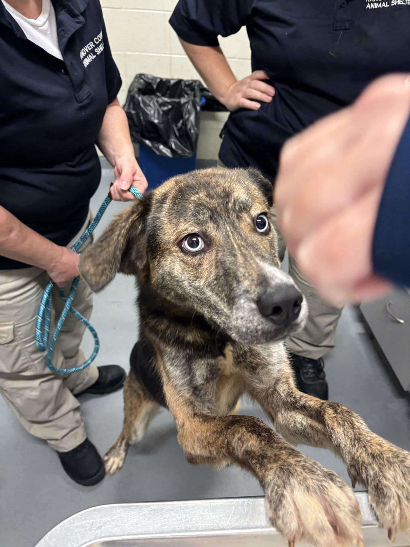 Enlarge Popcorn, a Adoptable mixed breed in Ashland, VA image 4/6