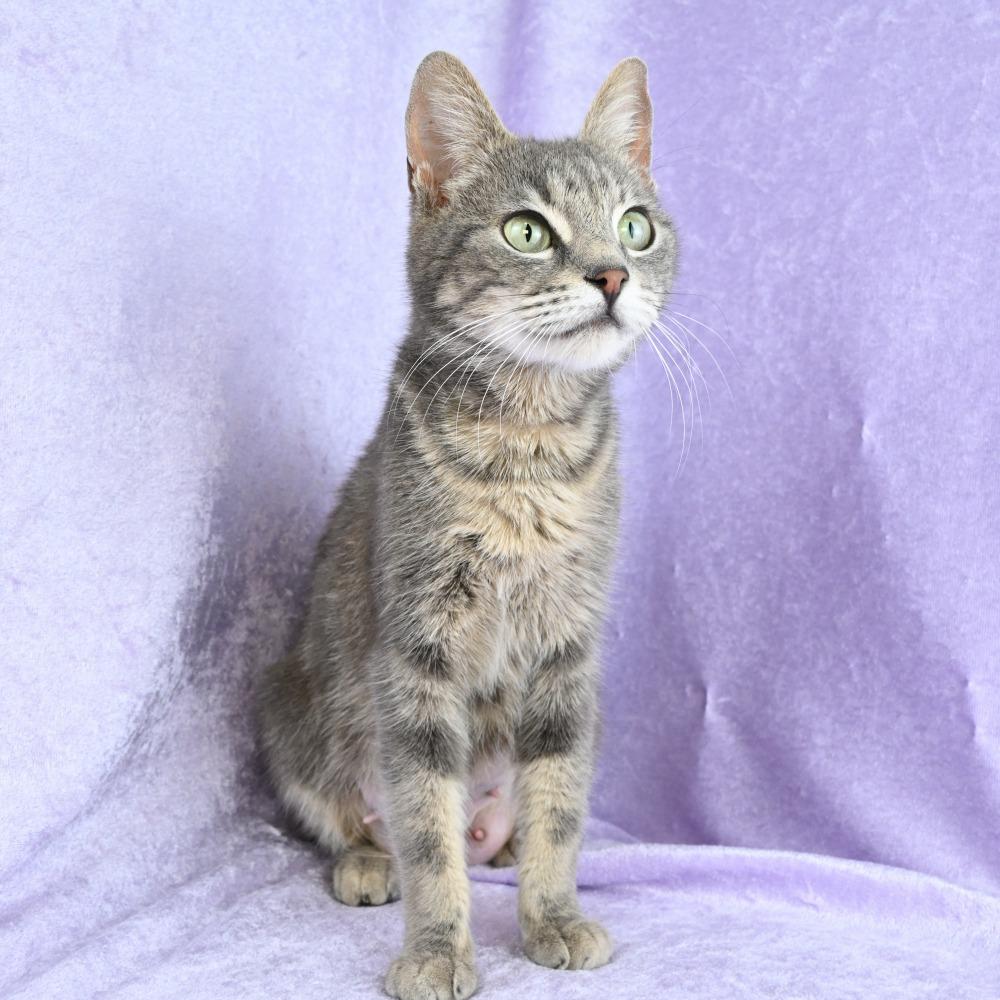 Enlarge Pastel, a Adoptable Domestic Short Hair in Mobile, AL image 1/6