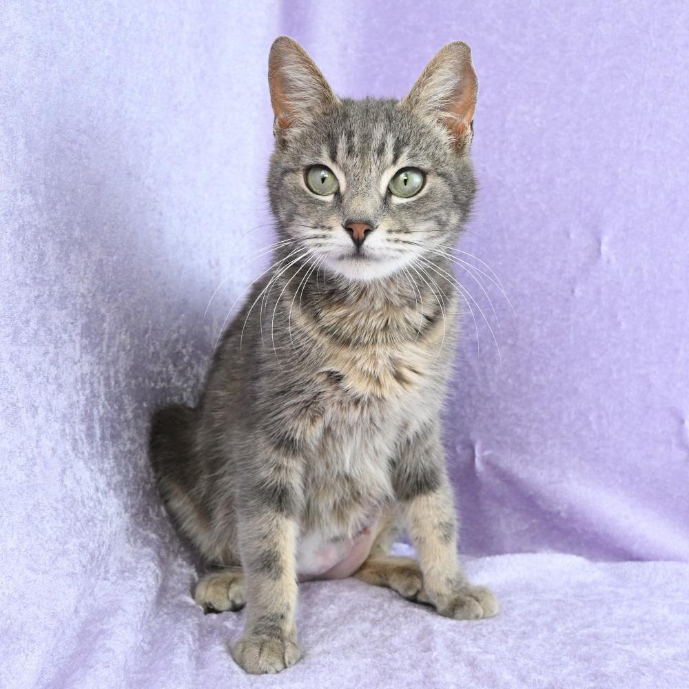 Enlarge Pastel, a Adoptable Domestic Short Hair in Mobile, AL image 2/6