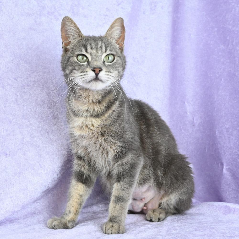 Enlarge Pastel, a Adoptable Domestic Short Hair in Mobile, AL image 3/6