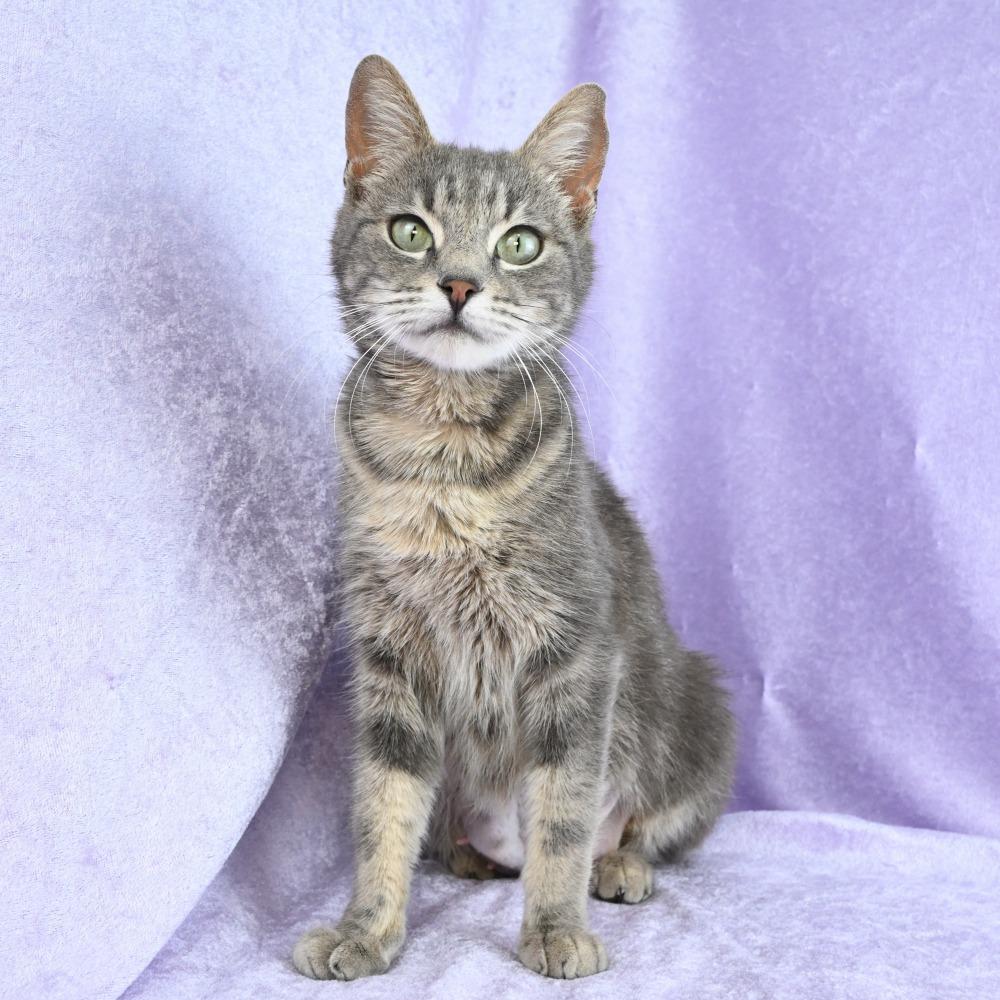 Enlarge Pastel, a Adoptable Domestic Short Hair in Mobile, AL image 4/6