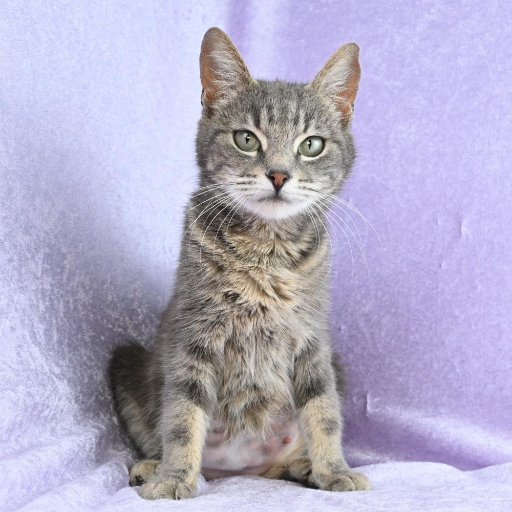 Enlarge Pastel, a Adoptable Domestic Short Hair in Mobile, AL image 5/6