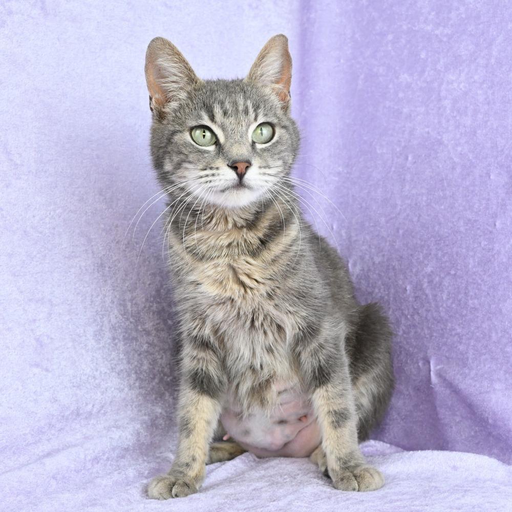 Enlarge Pastel, a Adoptable Domestic Short Hair in Mobile, AL image 6/6