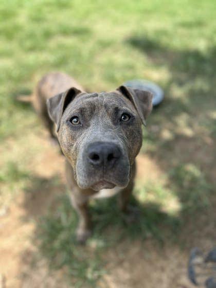 Smiles, a Adoptable mixed breed in Memphis, TN image 1/2