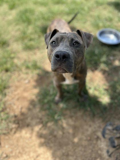 Smiles, a Adoptable mixed breed in Memphis, TN image 2/2