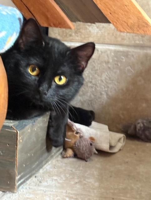 Ruby Valentina La Chatte, Adoptable, Young Female Domestic Short Hair.