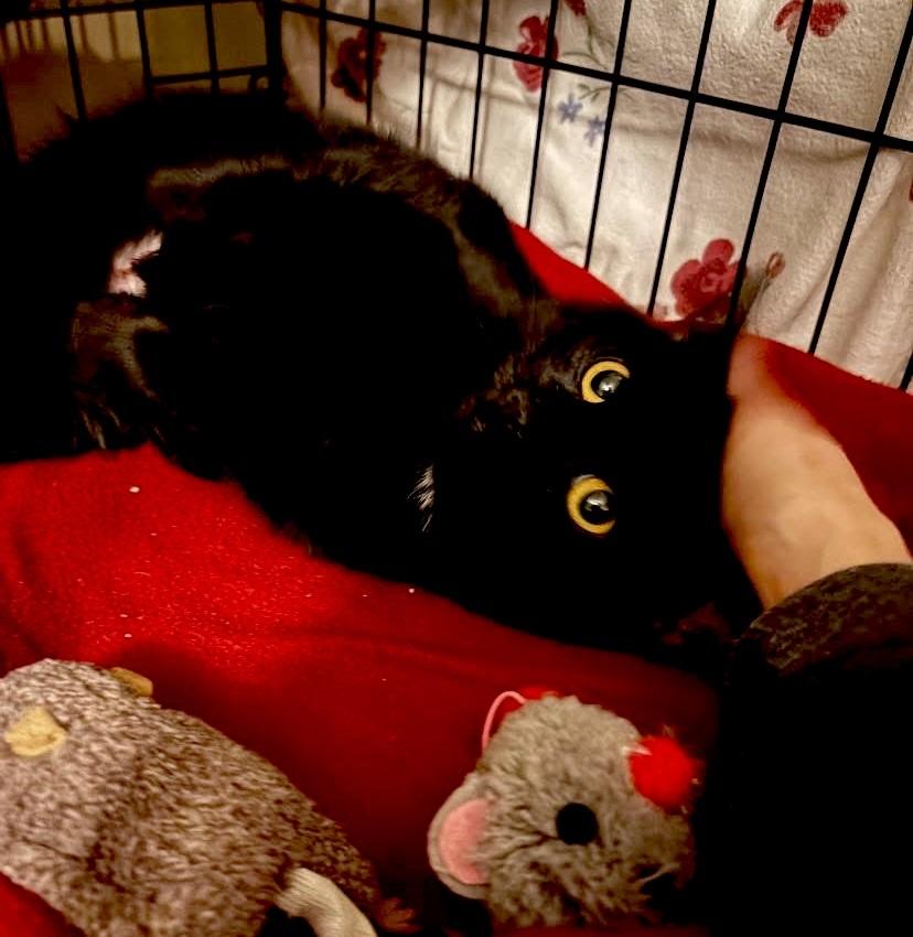 Ruby Valentina La Chatte, a Adoptable Domestic Short Hair in MANASSAS, VA image 4/5