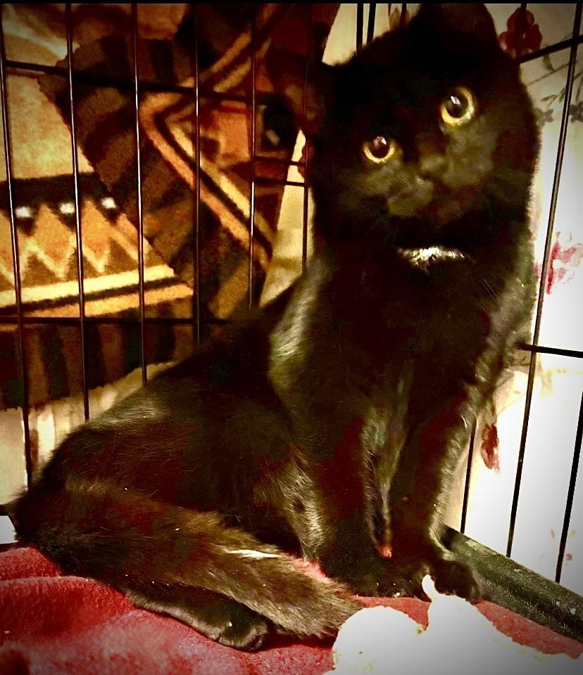 Ruby Valentina La Chatte, a Adoptable Domestic Short Hair in MANASSAS, VA image 5/5