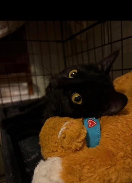 Ruby Valentina La Chatte, Adoptable, Young Female Domestic Short Hair.