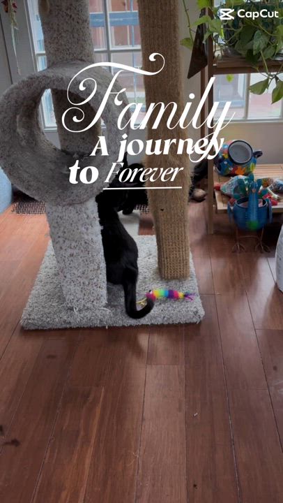 Enlarge Ruby Valentina La Chatte, a Adoptable Domestic Short Hair in MANASSAS, VA video 3/5